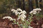 Solidago gigantea, Giant Goldenrod 