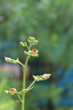 Scrophularia marilandica, Carpenter's Figwort