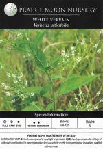 Verbena urticifolia, White Vervain