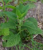 Verbena urticifolia, White Vervain