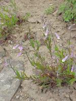 Penstemon gracilis, Slender Beardtongue