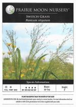 Panicum virgatum, Switch Grass  