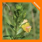 Oenothera biennis, Common Evening Primrose 
