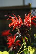 Monarda didyma, Red Beebalm 