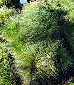 Koeleria macrantha, June Grass  