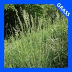 Koeleria macrantha, June Grass  