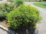 Hypericum prolificum, Shrubby St. John's Wort 