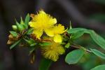 Hypericum prolificum, Shrubby St. John's Wort 