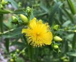 Hypericum prolificum, Shrubby St. John's Wort 