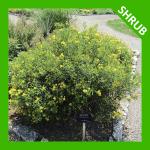 Hypericum prolificum, Shrubby St. John's Wort 