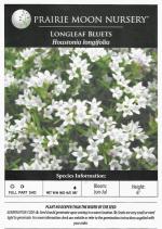 Houstonia longifolia, Longleaf Bluets  