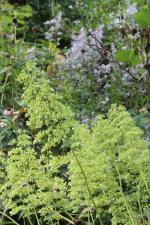 ~ Heuchera villosa var. macrorhiza, Giant Alumroot