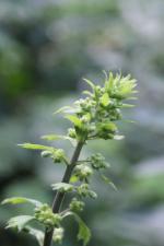 ~ Heuchera villosa var. macrorhiza, Giant Alumroot