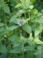 Clinopodium vulgare, Wild Basil