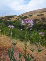 ~ Peritoma serrulata, Rocky Mountain Bee Plant 