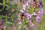 ~ Peritoma serrulata, Rocky Mountain Bee Plant 