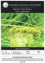 Carex vulpinoidea, Brown Fox Sedge  