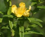 Hypericum ascyron subsp. pyramidatum, American Great St. John's-wort