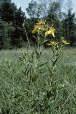Hypericum ascyron subsp. pyramidatum, American Great St. John's-wort