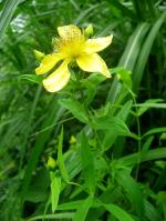 Hypericum ascyron subsp. pyramidatum, American Great St. John's-wort