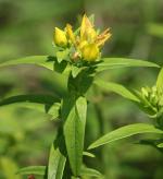 Hypericum ascyron subsp. pyramidatum, American Great St. John's-wort
