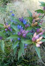 Gentiana andrewsii, Closed Bottle Gentian