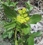 Zizia aptera, Heart-leaf Golden Alexanders