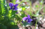 Viola sororia, Wooly Blue Violet