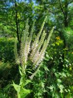 Veronicastrum virginicum, Culver's root