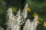 Veronicastrum virginicum, Culver's root