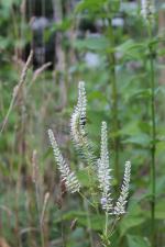 Veronicastrum virginicum, Culver's root