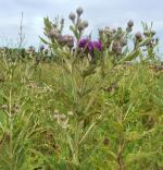 Vernonia missurica, Missouri Ironweed