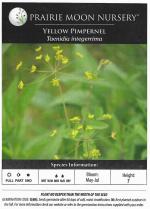 Taenidia integerrima, Yellow Pimpernel