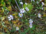 Symphyotrichum oolentangiense, Sky Blue Aster