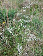 Symphyotrichum lateriflorum, Calico Aster