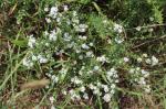 Symphyotrichum ericoides, Heath Aster