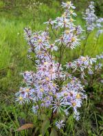 Symphyotrichum ciliolatum, Lindley's Aster
