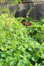 Mitella diphylla, Bishop’s Cap 