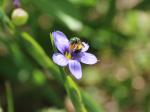 Sisyrinchium montanum, Blue-eyed Grass