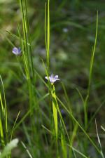 Sisyrinchium montanum, Blue-eyed Grass