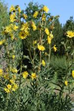 Silphium laciniatum, Compass Plant