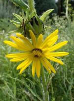 Silphium laciniatum, Compass Plant