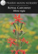 ~ Silene regia, Royal Catchfly