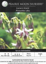 Nabalus albus, White Rattlesnakeroot 
