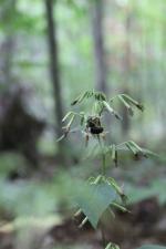 Nabalus albus, White Rattlesnakeroot 