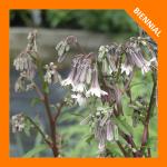 Nabalus albus, White Rattlesnakeroot 