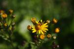 Packera aurea, Golden Groundsel