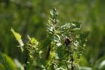 Packera aurea, Golden Groundsel