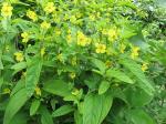 Lysimachia ciliata, Fringed Loosestrife