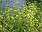 Lysimachia ciliata, Fringed Loosestrife